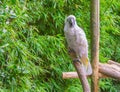 White moluccan cockatoo parrot sitting a branch and looking towards the camera a exotic pet from maluku India Royalty Free Stock Photo