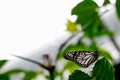 The White Monarch Butterfly Royalty Free Stock Photo