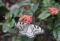 A White Monarch Butterfly