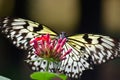 White monarch butterfly