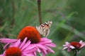 White Monarch on a Coneflower 2019 II