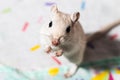 White Mongolian gerbil posing Royalty Free Stock Photo