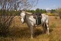 White Mongolian horse tied to a tree.