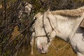 White Mongolian horse tied to a tree.