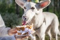 White mongrel dog eating birthday cake with tongue out Royalty Free Stock Photo