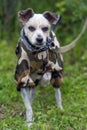 White mongrel in overalls Royalty Free Stock Photo