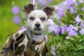 White mongrel in overalls Royalty Free Stock Photo