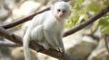 White monkey with blue eyes on branch Royalty Free Stock Photo
