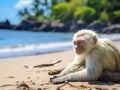 Ai Generated illustration Wildlife Concept of White Monkey Royalty Free Stock Photo