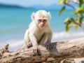 Ai Generated illustration Wildlife Concept of White Monkey Royalty Free Stock Photo