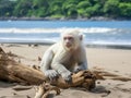 Ai Generated illustration Wildlife Concept of White Monkey Royalty Free Stock Photo