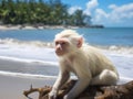 White Monkey Royalty Free Stock Photo