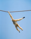 White monkey swinging on a rope on a sunny day