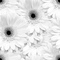 White monochrome seamless background with gerbera flowers