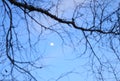 White moon in a blue sky during sunset with a tree branch Royalty Free Stock Photo