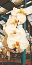 White Moon Orchid Royalty Free Stock Photo