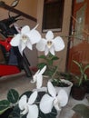 The white moon orchid Royalty Free Stock Photo