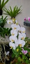 White Moon orchid Royalty Free Stock Photo