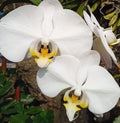 white moon orchid symbol of female chastityÃ¯Â¿Â¼