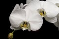 White moon orchids