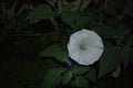 White Moonflower in full bloom with purple edges.