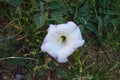 White Moonflower Ipomoea alba 2621