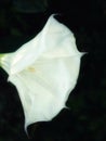 White Moon Flower Blossom on Black