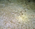 White Moray