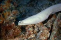 White moray eel close up. Underwater photography
