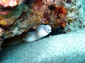 White moray eel hidden underwater the rock of red sea