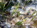 White Moray eel Muraenidae - Gili Air Indonesia Asia
