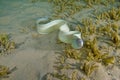 White moray eel underwater Royalty Free Stock Photo
