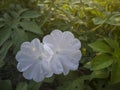 White Morning Glory flower bloom with sunlight.