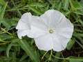 White Morning Glory Flowers