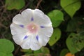 WHITE MORNING GLORY WITH PURPLE FLECKS Royalty Free Stock Photo