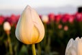 White Morning Tulip