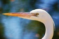 White Morph Great White Heron Royalty Free Stock Photo