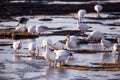 White-morph greater geese rooting in the tidal flats of the St. Lawrence River during the spring migration in Saint-Jean