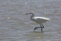 White Morph of Reddish Egret