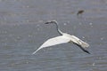 White Morph of Reddish Egret Taking Flight Royalty Free Stock Photo