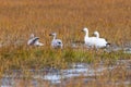 White-morph snow geese couple and two juveniles foraging in muddy grasses