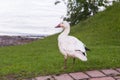 White-morph snow goose standing in a park while spending the summer in Quebec City Royalty Free Stock Photo