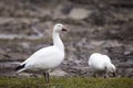 White-morph snow goose standing proudly with muddy beak next to other bird Royalty Free Stock Photo