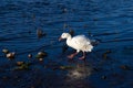 White-morph snow goose walking along the St. Lawrence River during a fall golden hour morning Royalty Free Stock Photo