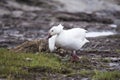 White-morph snow goose with roots hanging from its beak standing in profileWhite-morph snow goose walking with broken wing and mud Royalty Free Stock Photo