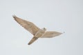 Gyrfalcon Royalty Free Stock Photo