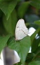 White Morpho