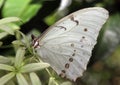 White Morpho Butterfly on a plant