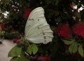 White Morpho Butterfly on a leaf