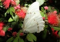 White Morpho Butterfly on a plant